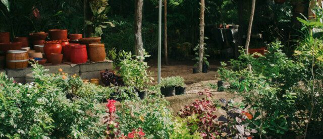 Plant Nursery Nicaragua at Nicafe offering affordable plants and delivery near San Juan del Sur