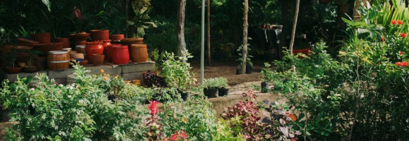 Plant Nursery Nicaragua at Nicafe offering affordable plants and delivery near San Juan del Sur