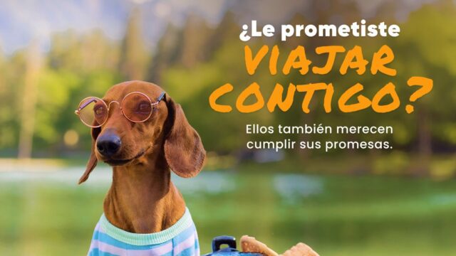 Pet Lounge CR offers safe international transport of pets.